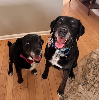 Black Labrador Mix