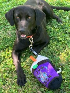 lab mix