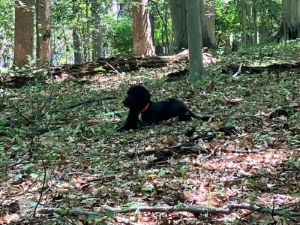 black lab mix