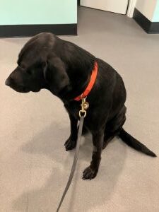 Black Labrador