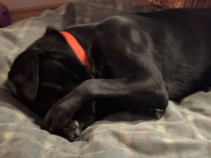 lab mix