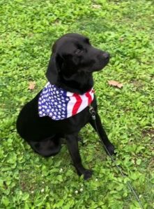 Black Labrador Mix