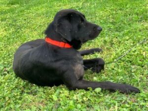 Black Labrador Retriever