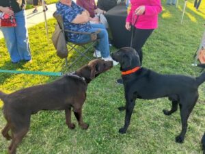 black lab mix