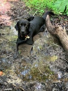 black lab mix