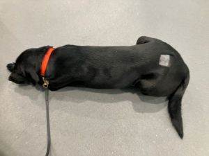 Black Labrador