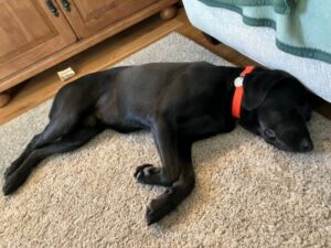 lab mix