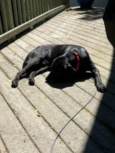 Black Labrador