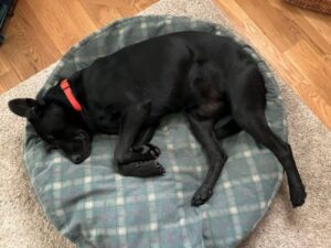 Black Labrador Mix