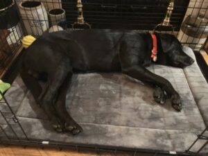 lab mix