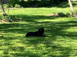 lab mix