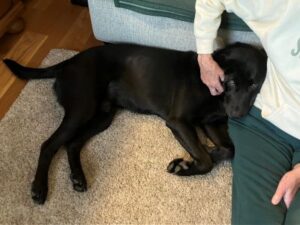 lab mix