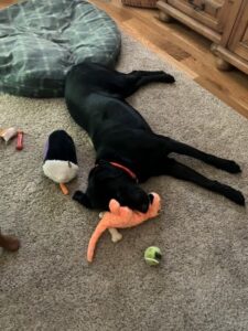 black Labrador Retriever