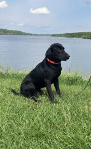 black Labrador Retriever