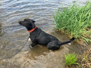 black Labrador Retriever