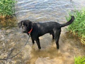 black Labrador Retriever