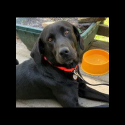 Black Labrador Retriever
