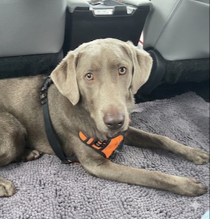 Silver Labrador Retriever