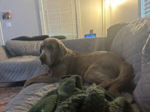 Chocolate Labrador