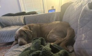 Chocolate Labrador