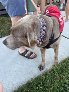 Chocolate Labrador Retriever