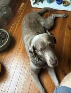 Chocolate Labrador