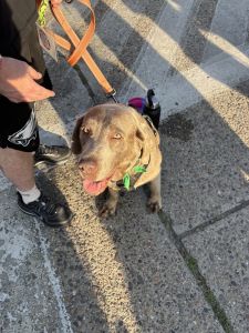 Silver Labrador Retriever