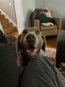 Chocolate Labrador
