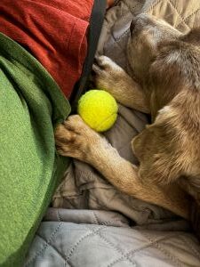 silver labrador retriever