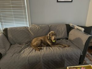 Chocolate Labrador
