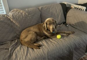 Chocolate Labrador