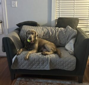 Chocolate Labrador
