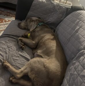 Chocolate Labrador