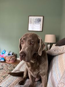 chocolate labrador retriever