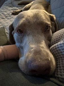 silver labrador retriever
