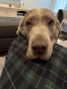 Chocolate Labrador