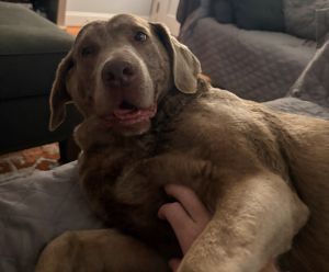 Chocolate Labrador Retriever