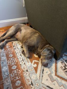 Chocolate Labrador Retriever