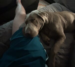 Chocolate Labrador