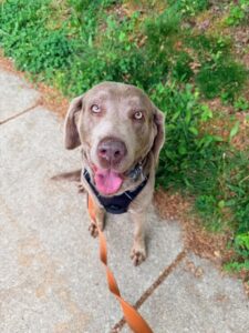 Chocolate Labrador