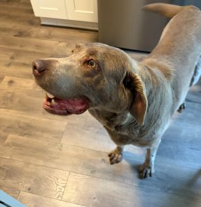 Chocolate Labrador Retriever