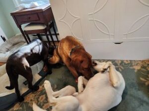 Yellow Labrador