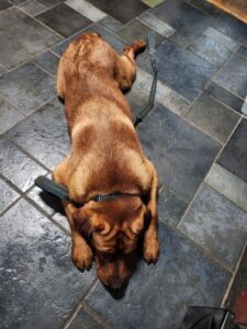 Yellow Labrador Retriever