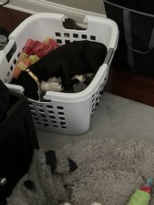 Black Labrador Mix