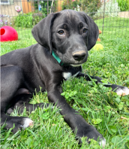Black Labrador Mix
