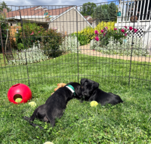 Black Labrador Mix