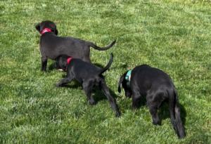 Black Labrador Mix