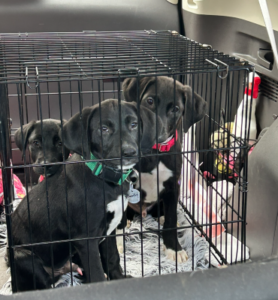 Black Labrador Mix