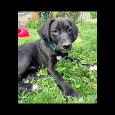 Black Labrador Mix