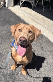 Yellow Labrador Retriever